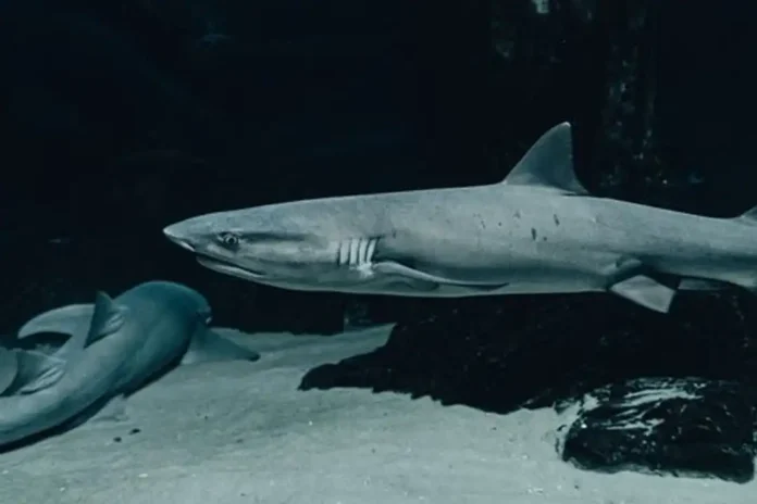 shark drone surveillance