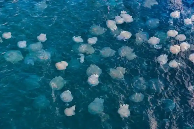 Foto udara sejumlah ubur-ubur yang mengambang di perairan laut yang jernih, memamerkan kehidupan laut.