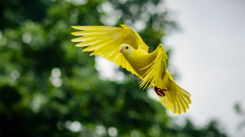 Terbang Burung Kuning